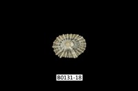 藏品(網目松螺)的圖片